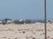 Gulf2
