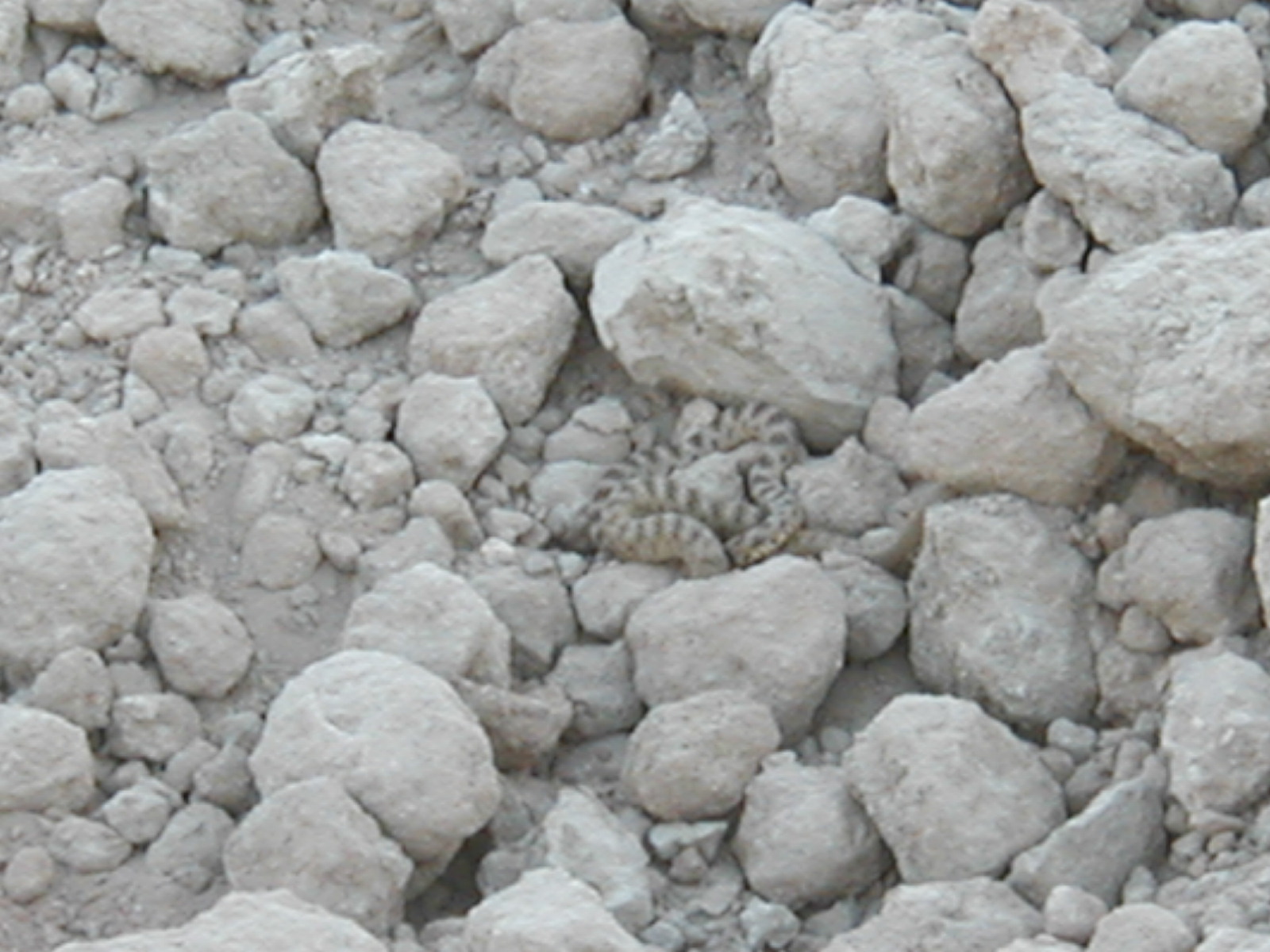 Snake02