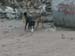 Sea dogs2