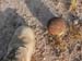UXO4