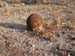 UXO5