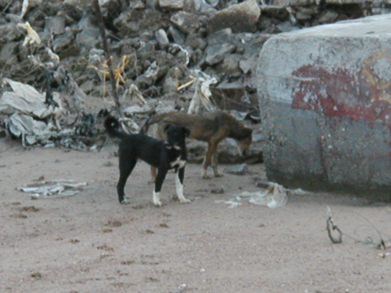 Sea dogs1