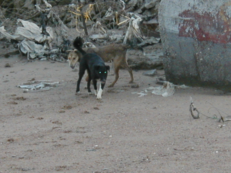 Sea dogs2