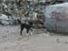 Sea dogs1