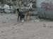 Sea dogs2