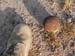 UXO4