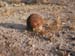 UXO5
