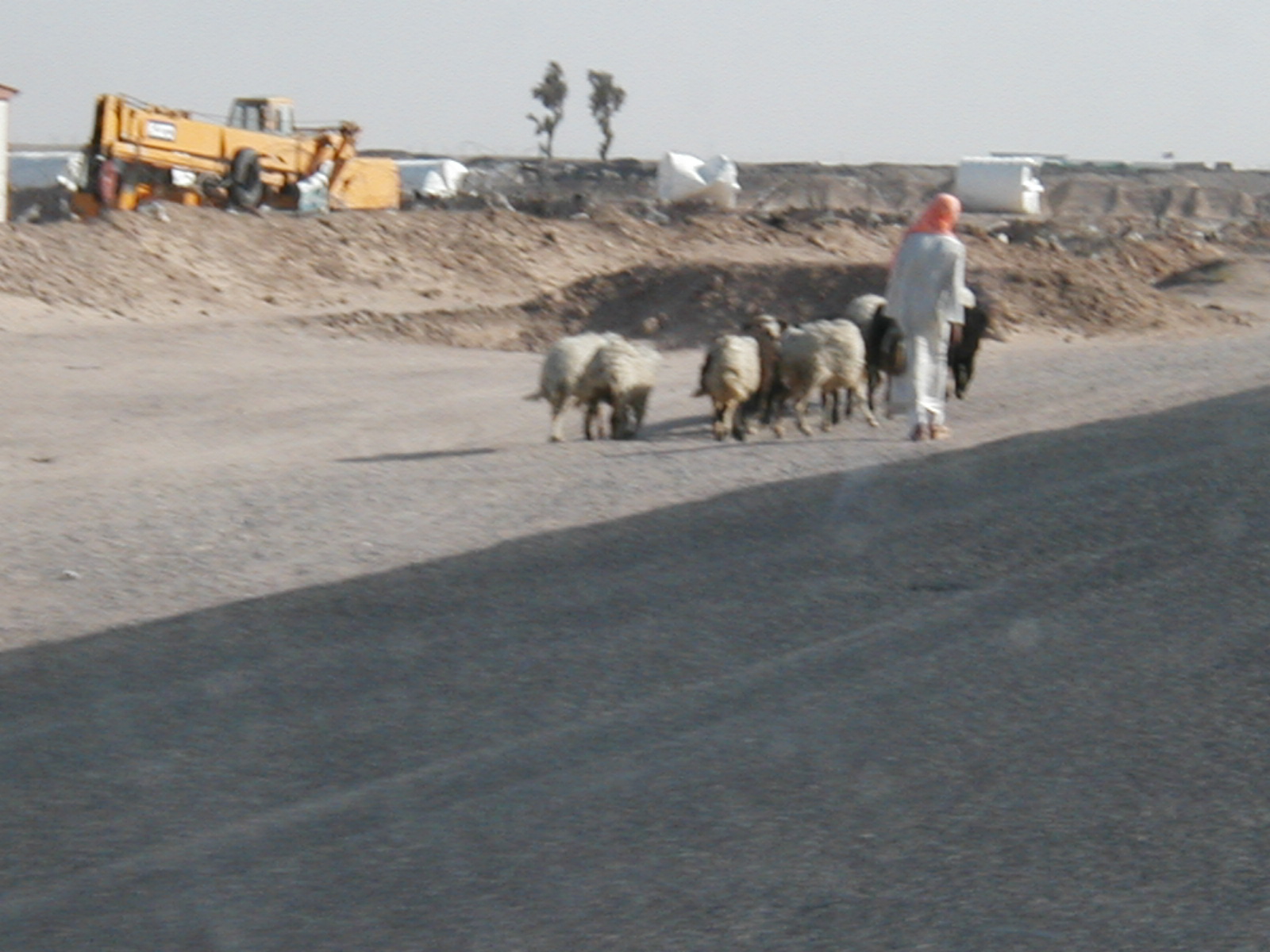 Sheep