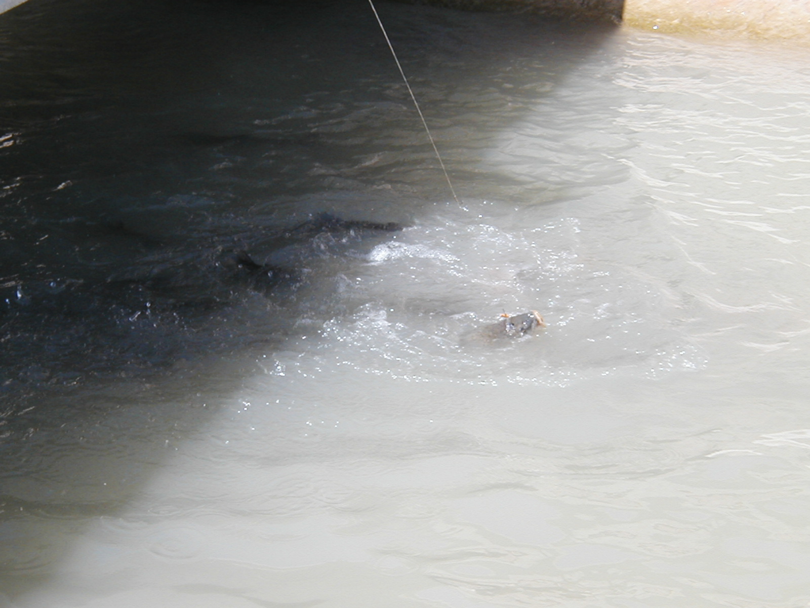 Fishing02
