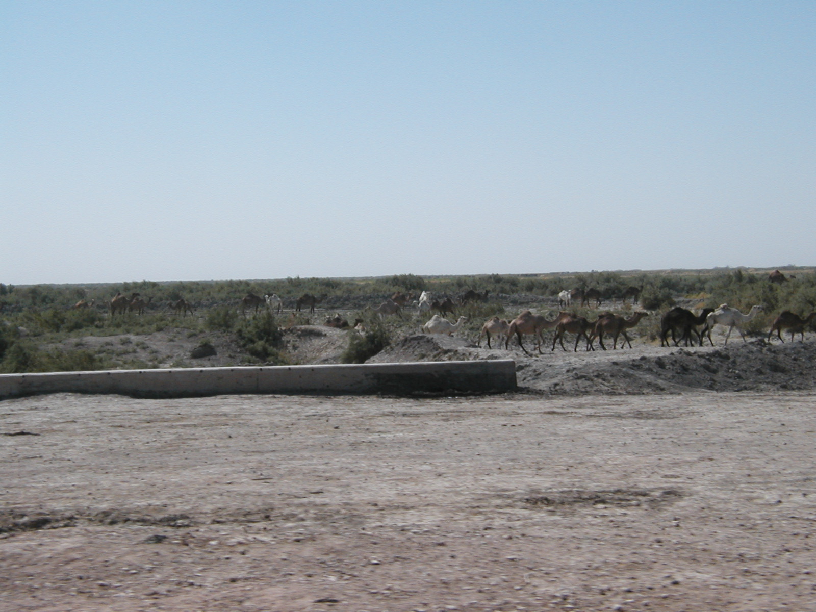Camels2
