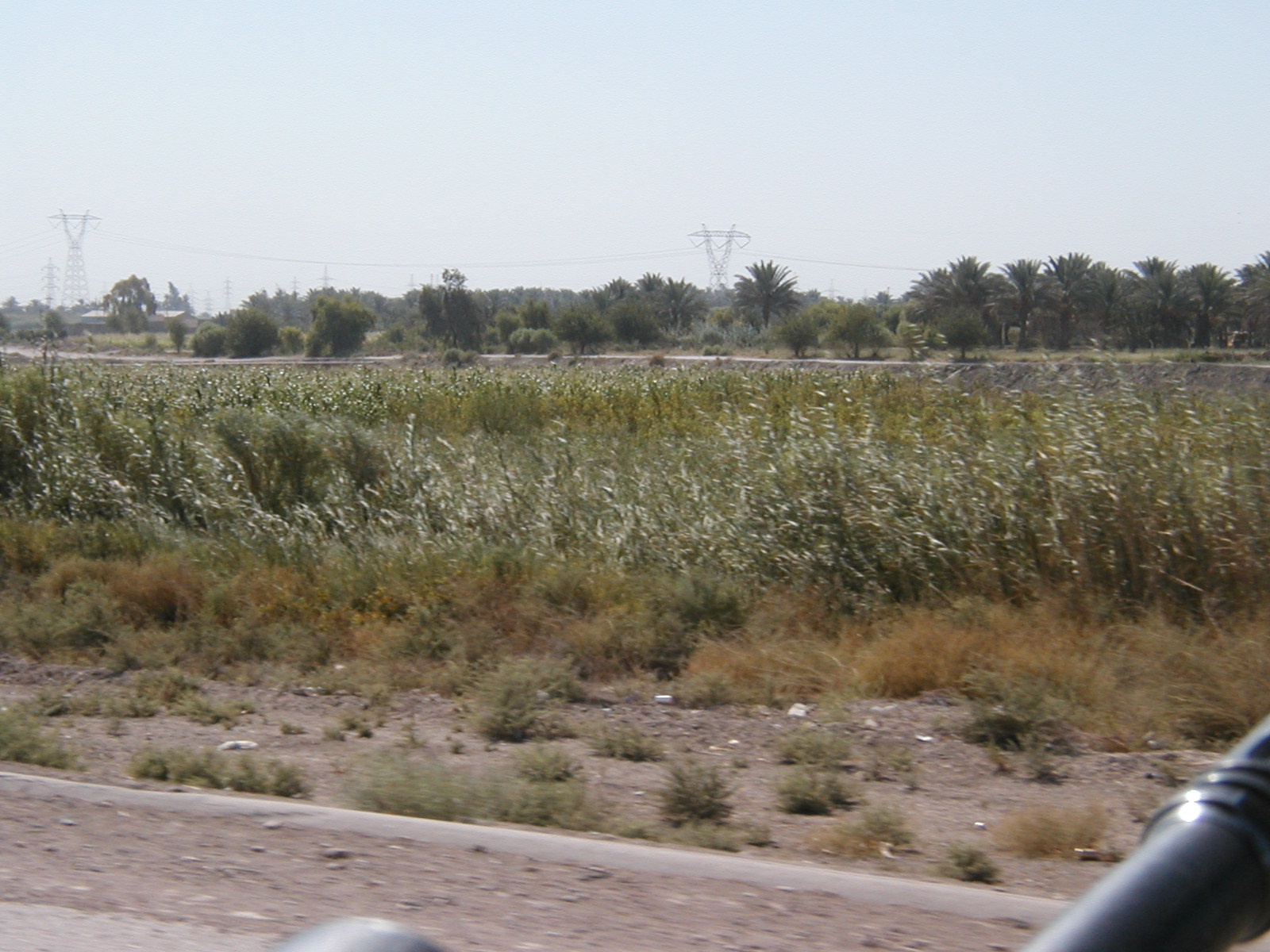 Cornfield1