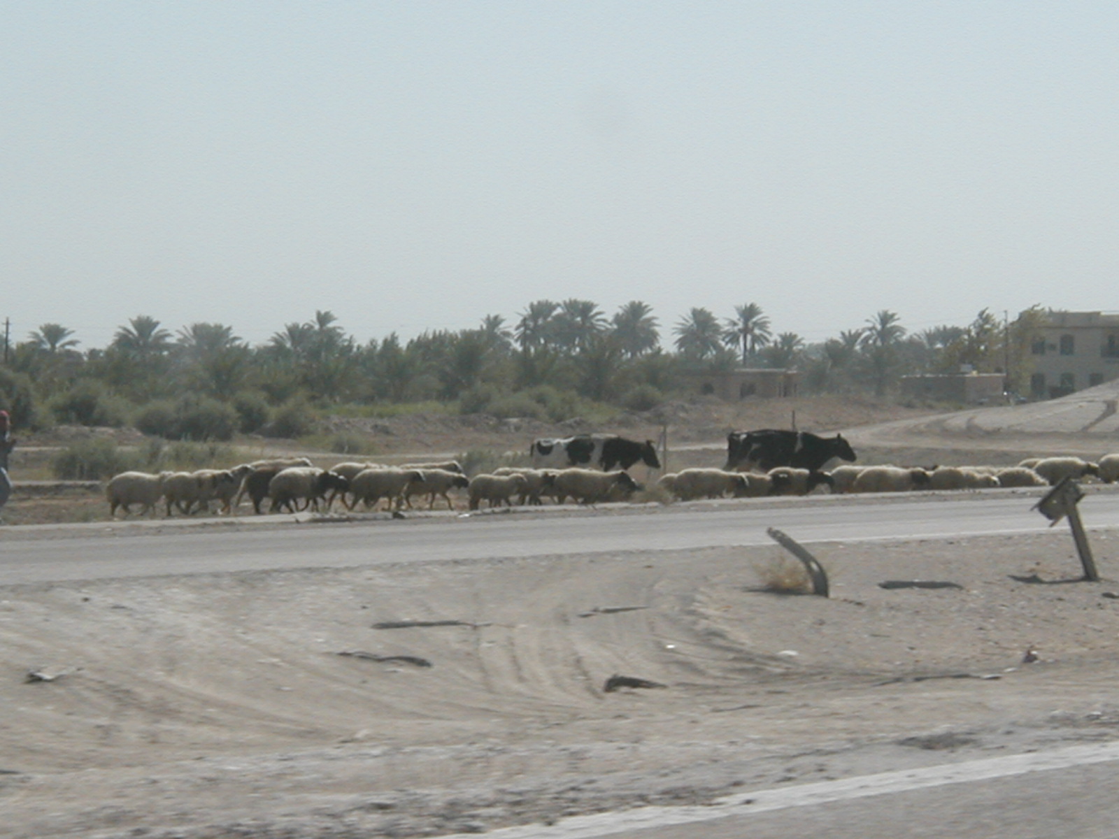 Cows1