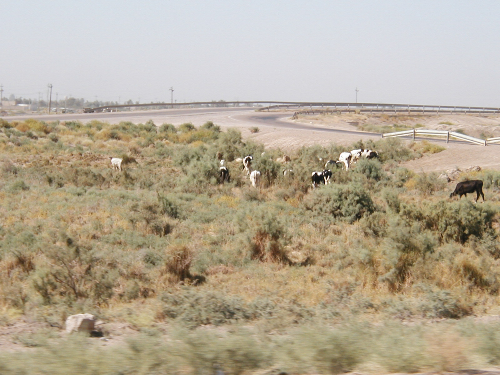 Cows4