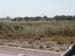 Cornfield1