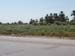 Cornfield4