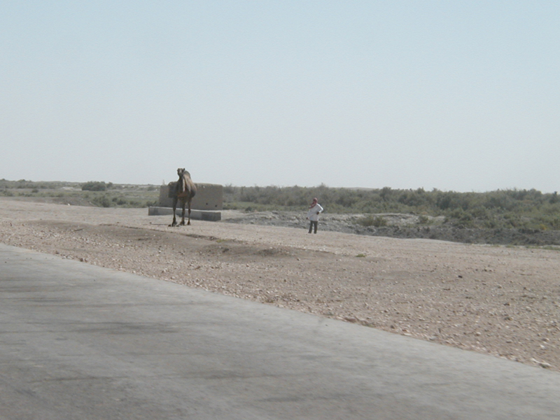 Camels1
