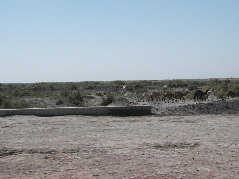 Camels2
