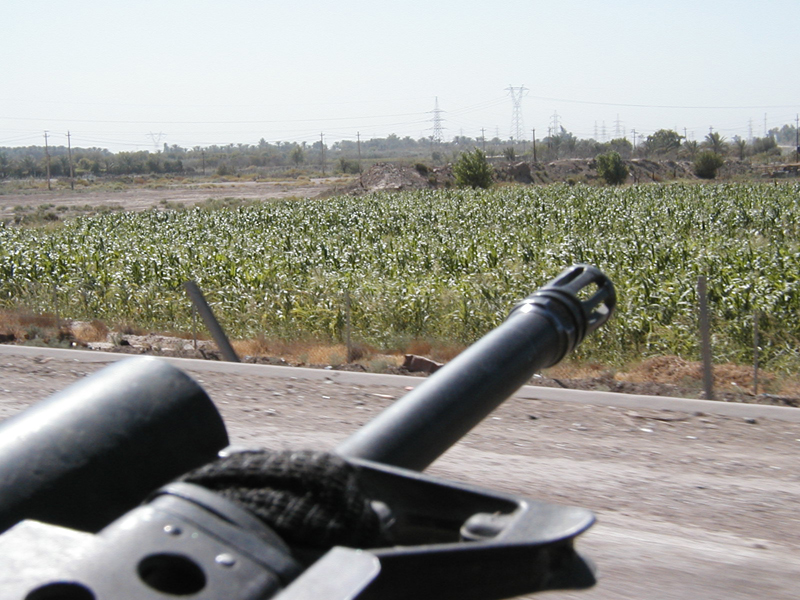 Cornfield2