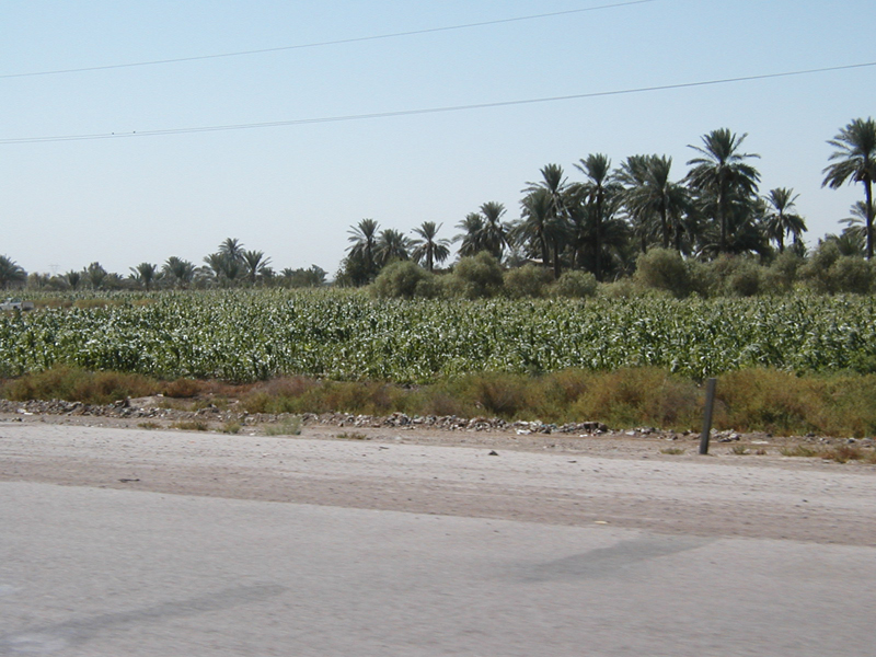 Cornfield4
