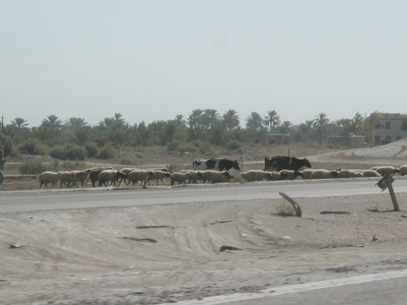 Cows1