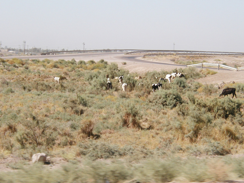 Cows4