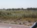 Cornfield1