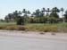 Cornfield3