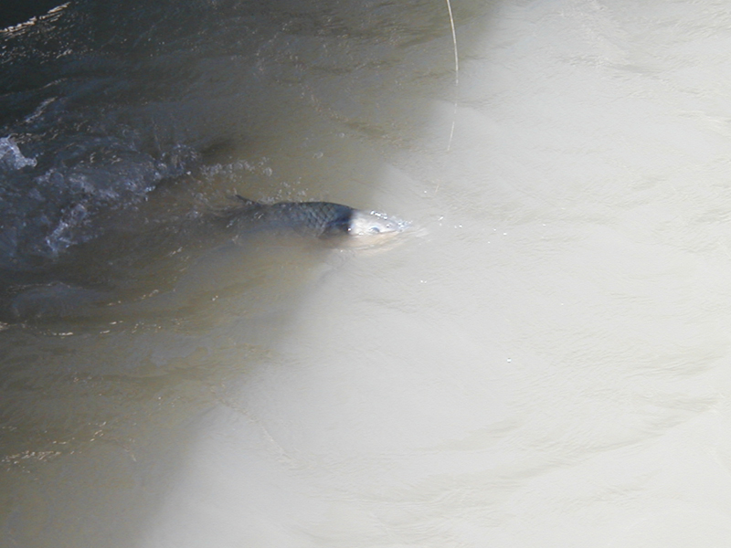 Fishing06