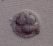 embryoff.jpg
