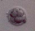 embryoff
